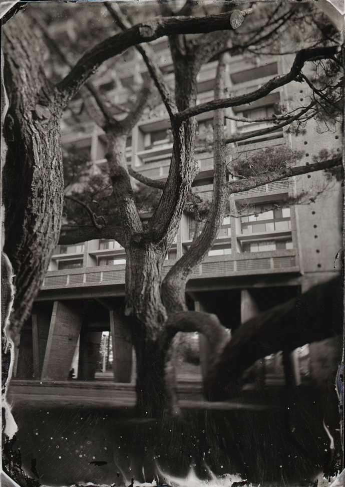 ArbreCorbu
